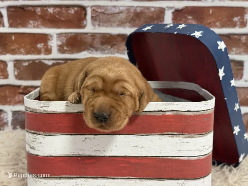 Girl3 – Golden Retriever puppy for sale in Cecilia, KY