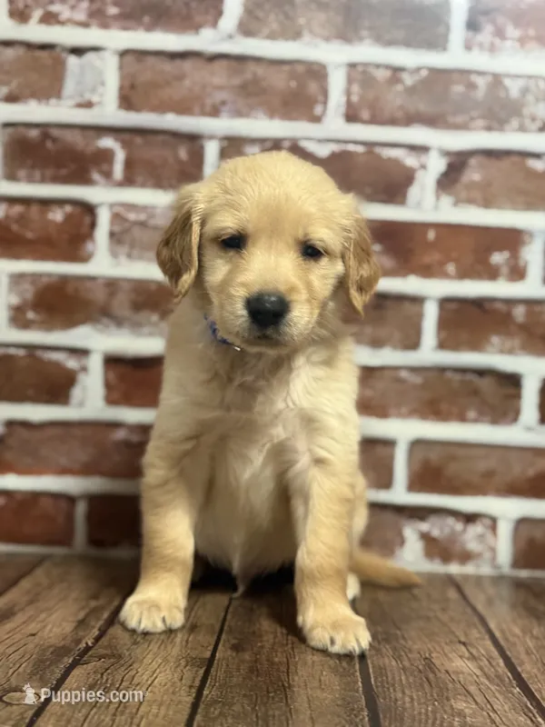 Blue collar – Golden Retriever puppy for sale in Cecilia, KY
