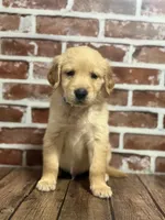 Blue collar, a male Golden Retriever for sale in Cecilia, KY – 1 of 3
