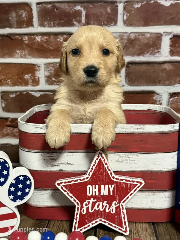 Boy3a – Golden Retriever puppy for sale in Cecilia, KY