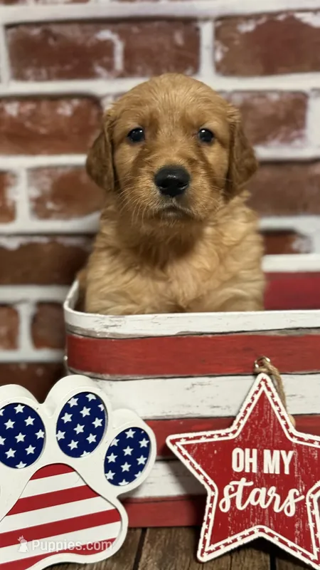Boy9a – Golden Retriever puppy for sale in Cecilia, KY