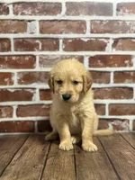 Light blue collar, a male Golden Retriever for sale in Cecilia, KY – 3 of 3