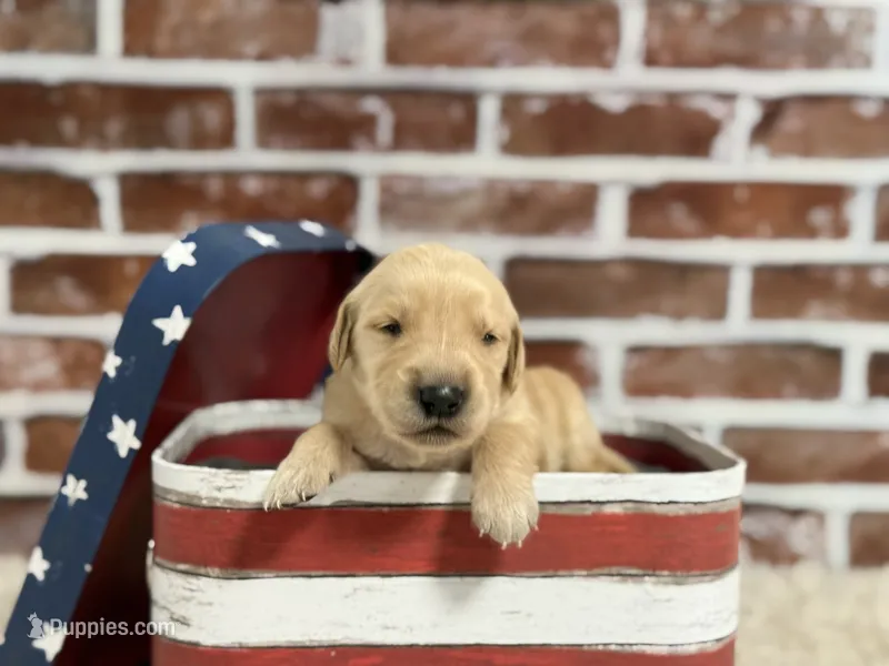 Boy5a – Golden Retriever puppy for sale in Cecilia, KY