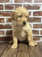 Pink collar, a female Golden Retriever for sale in Cecilia, KY – 3 of 3