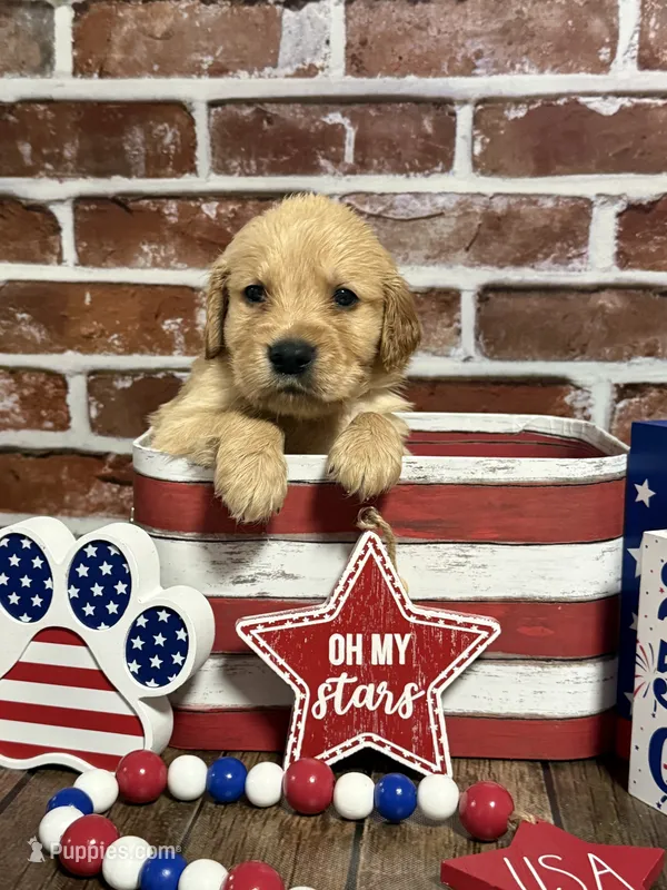 Boy1a – Golden Retriever puppy for sale in Cecilia, KY