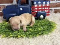 Boy2a, a male Golden Retriever for sale in Cecilia, KY – 1 of 2