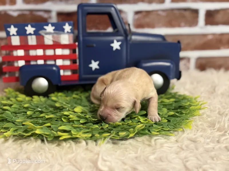 Boy3a – Golden Retriever puppy for sale in Cecilia, KY