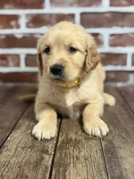 Yellow collar, a female Golden Retriever for sale in Cecilia, KY – 3 of 4