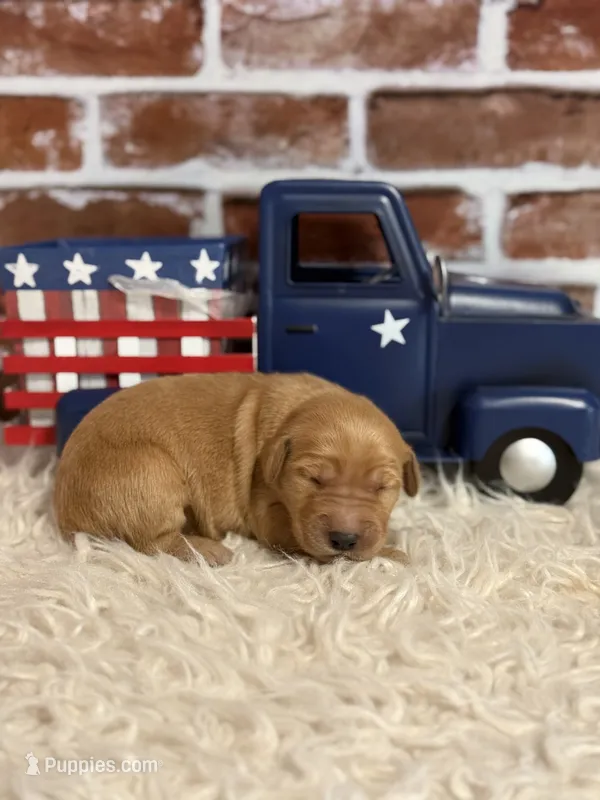 Girl1a – Golden Retriever puppy for sale in Cecilia, KY