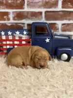 Girl1a, a female Golden Retriever for sale in Cecilia, KY – 1 of 2