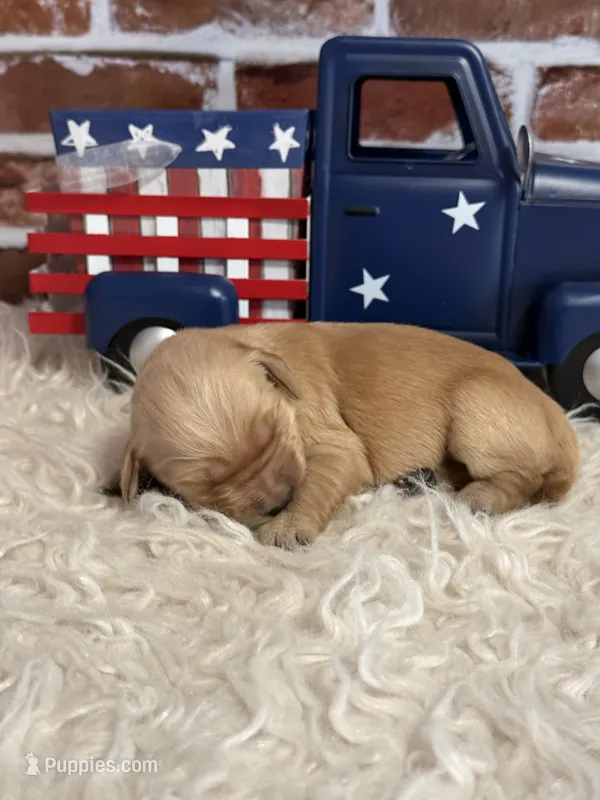 Girl3a – Golden Retriever puppy for sale in Cecilia, KY