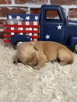 Girl3a, a female Golden Retriever for sale in Cecilia, KY – 1 of 2