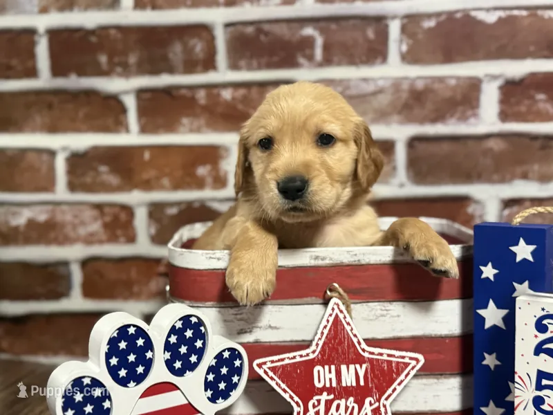 Boy5a – Golden Retriever puppy for sale in Cecilia, KY