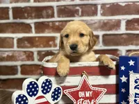 Green collar, a male Golden Retriever for sale in Cecilia, KY – 3 of 4