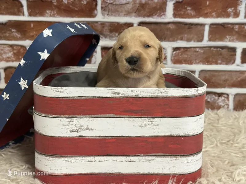 Girl3a – Golden Retriever puppy for sale in Cecilia, KY