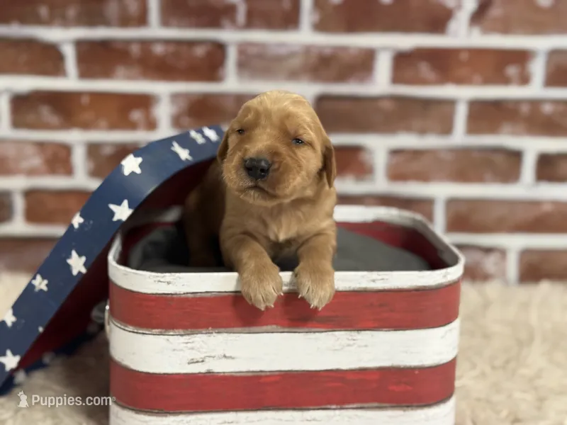 Boy9a – Golden Retriever puppy for sale in Cecilia, KY