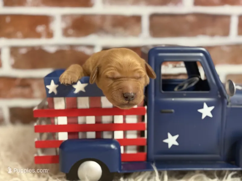 Boy2 – Golden Retriever puppy for sale in Cecilia, KY