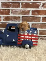 Boy7a, a male Golden Retriever for sale in Cecilia, KY – 2 of 2