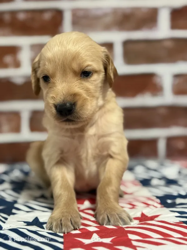Boy2a – Golden Retriever puppy for sale in Cecilia, KY