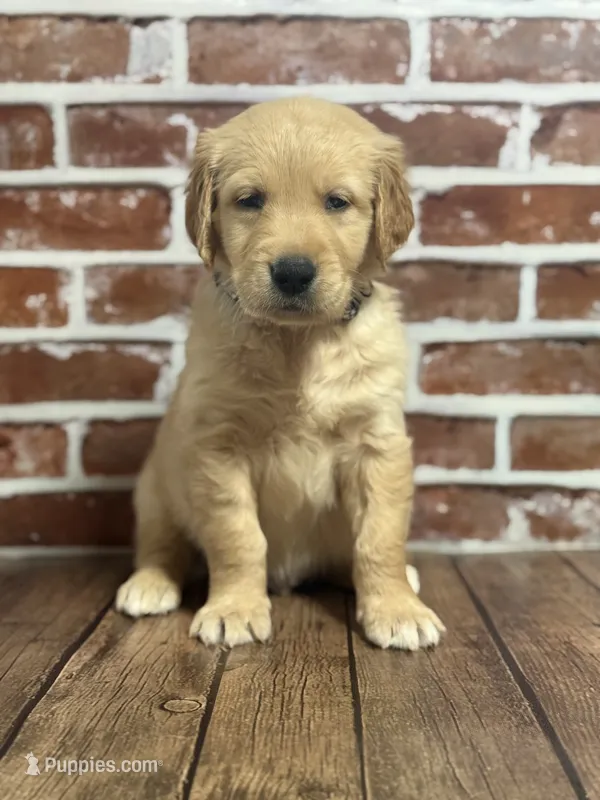 Black collar – Golden Retriever puppy for sale in Cecilia, KY