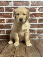 Black collar, a male Golden Retriever for sale in Cecilia, KY – 1 of 3