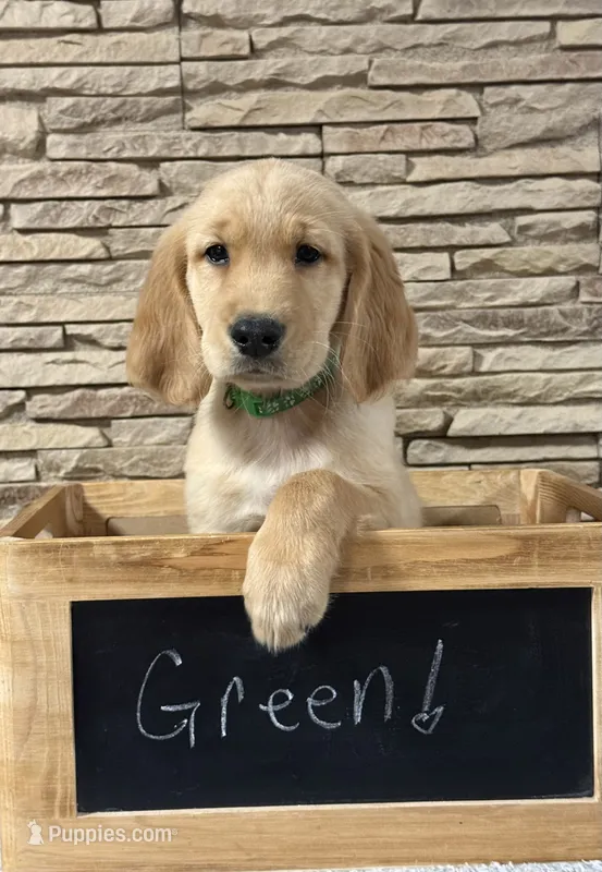 Green collar – Golden Retriever puppy for sale in Cecilia, KY