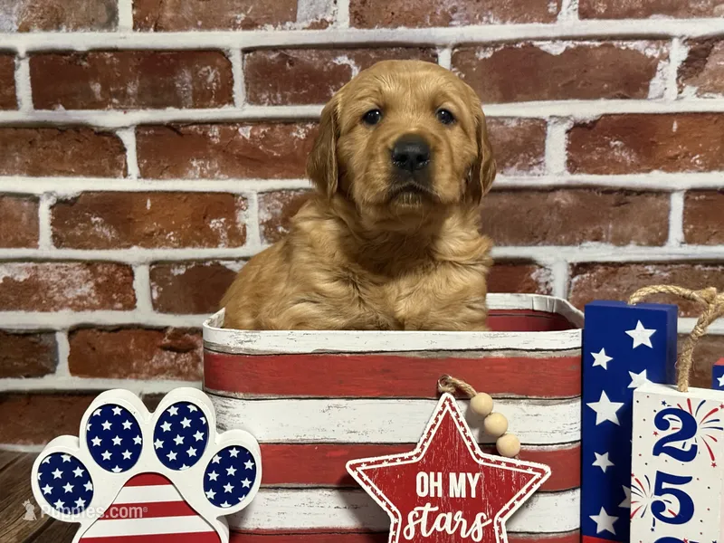Boy 1 – Golden Retriever puppy for sale in Cecilia, KY
