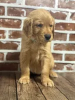 Aqua collar , a female Golden Retriever for sale in Cecilia, KY – 3 of 4