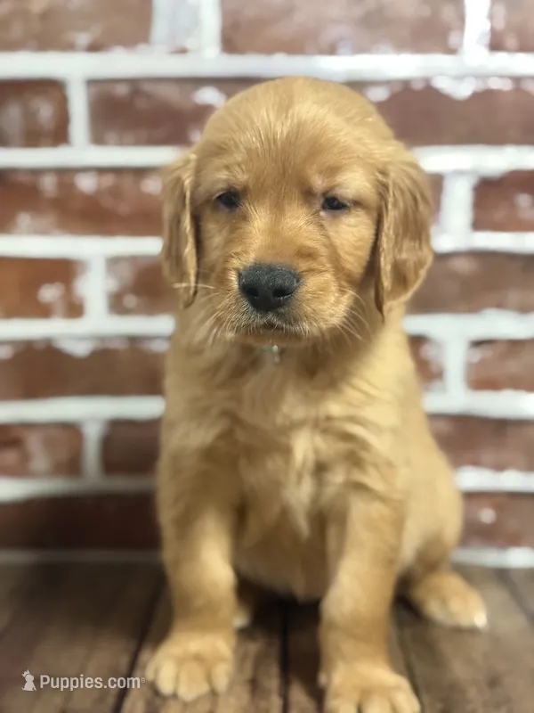 Aqua collar  – Golden Retriever puppy for sale in Cecilia, KY