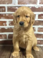 Aqua collar , a female Golden Retriever for sale in Cecilia, KY – 1 of 4