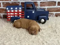 Boy 1, a male Golden Retriever for sale in Cecilia, KY – 1 of 2