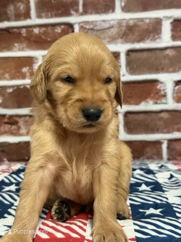 Girl2a – Golden Retriever puppy for sale in Cecilia, KY