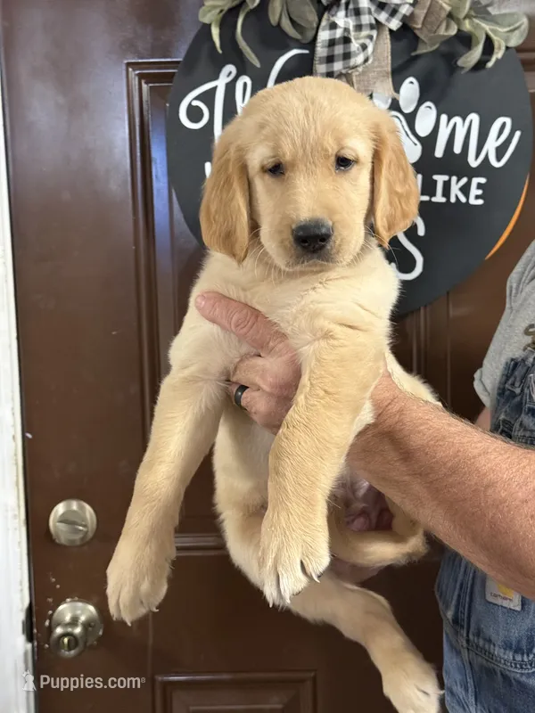 Black collar – Golden Retriever puppy for sale in Cecilia, KY