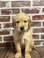 Green collar, a male Golden Retriever for sale in Cecilia, KY – 2 of 4