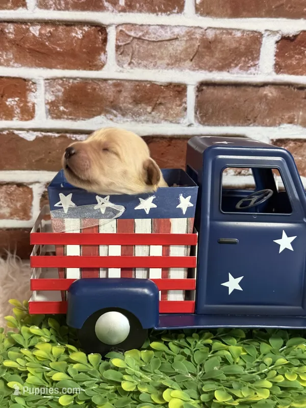 Boy4a – Golden Retriever puppy for sale in Cecilia, KY