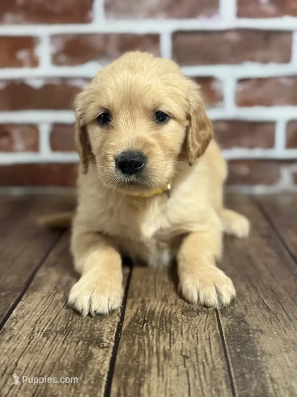 Yellow collar – Golden Retriever puppy for sale in Cecilia, KY