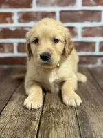 Yellow collar, a female Golden Retriever for sale in Cecilia, KY – 1 of 4