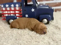 Girl1, a female Golden Retriever for sale in Cecilia, KY – 1 of 2