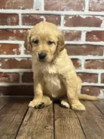 Pink collar, a female Golden Retriever for sale in Cecilia, KY – 2 of 3