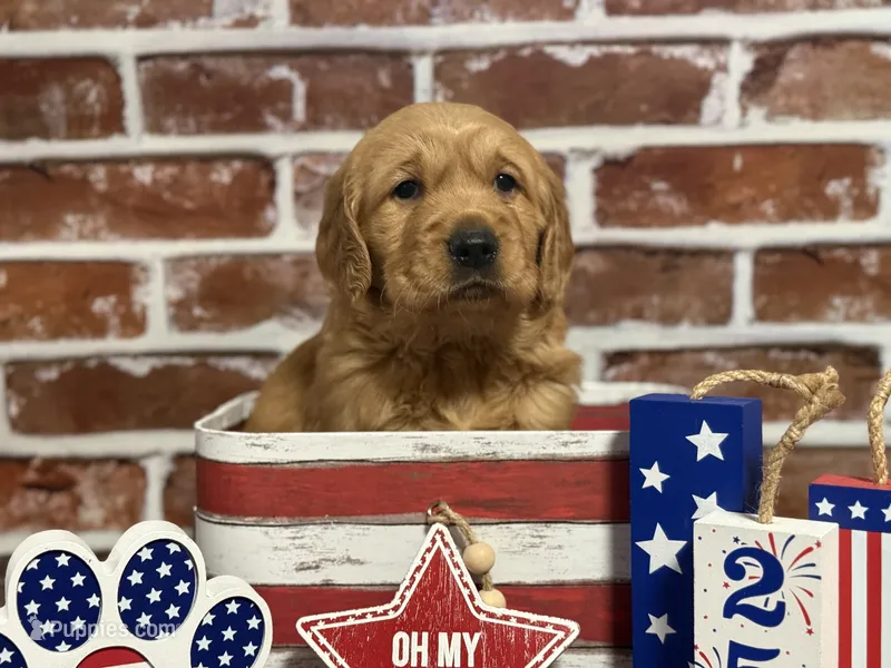 Girl2 – Golden Retriever puppy for sale in Cecilia, KY