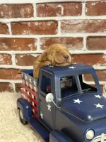 Boy 1, a male Golden Retriever for sale in Cecilia, KY – 2 of 2