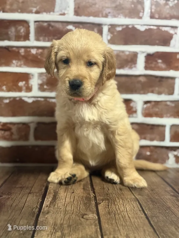 Pink collar – Golden Retriever puppy for sale in Cecilia, KY