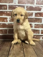 Pink collar, a female Golden Retriever for sale in Cecilia, KY – 1 of 3