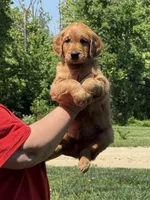 Green collar, a male Golden Retriever for sale in Cecilia, KY – Photo 3 of 3
