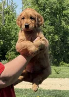 Green collar, a male Golden Retriever for sale in Cecilia, KY – Photo 1 of 3