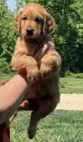 Green collar, a male Golden Retriever for sale in Cecilia, KY – Photo 2 of 3