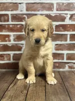 Black collar, a male Golden Retriever for sale in Cecilia, KY – 3 of 3