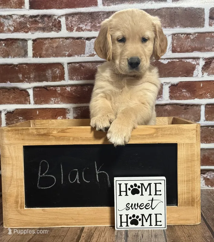 Black collar – Golden Retriever puppy for sale in Cecilia, KY