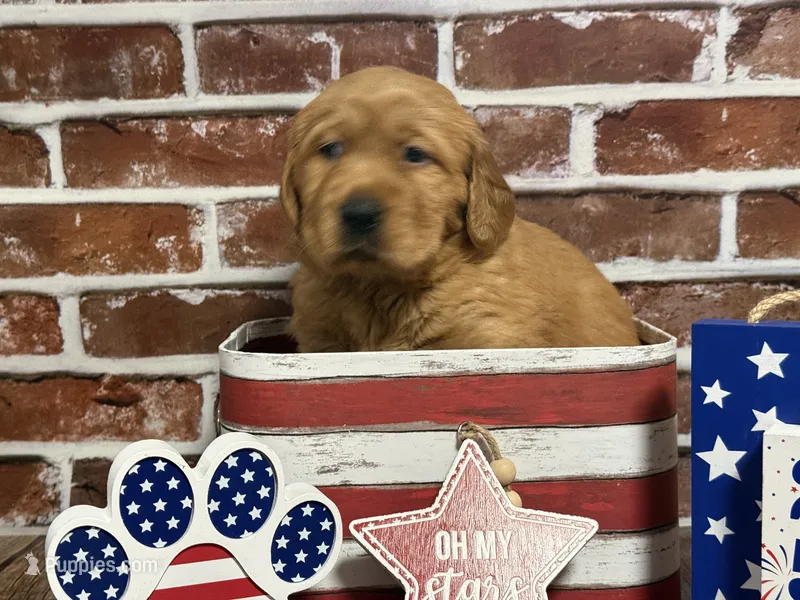 Girl3 – Golden Retriever puppy for sale in Cecilia, KY