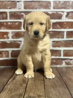 Black collar, a male Golden Retriever for sale in Cecilia, KY – 2 of 3